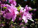 2009-05-19, Rhododendron (2)
